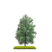 Sapin, 140mm - BUSCH 3802 - HO 1/87
