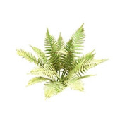 Plantes Forêt Campagne