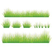 Herbe et Vegetation